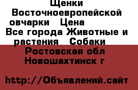 Щенки Восточноевропейской овчарки › Цена ­ 25 000 - Все города Животные и растения » Собаки   . Ростовская обл.,Новошахтинск г.